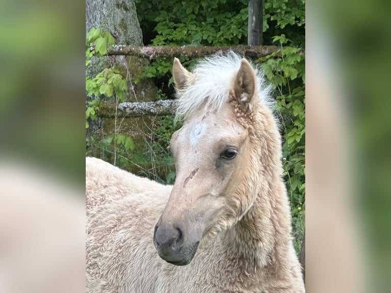 Connemara Mix Hengst Veulen (03/2026) 148 cm Palomino in Waldbrunn