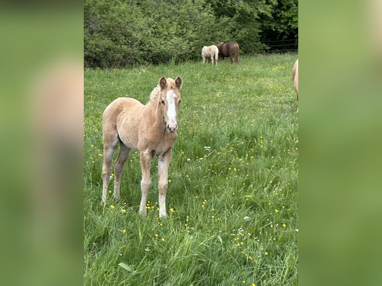 Connemara Mix Hengst Veulen (03/2026) 148 cm Palomino in Waldbrunn