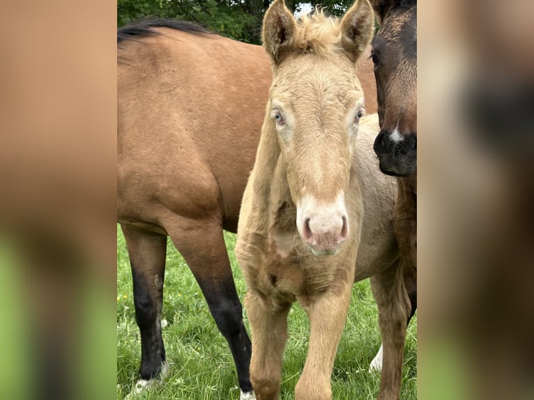 Connemara Mix Hengst Veulen (03/2026) 148 cm Palomino in Waldbrunn