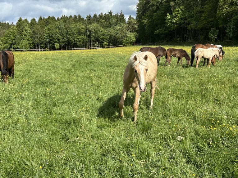 Connemara Mix Hengst Veulen (03/2026) 148 cm Palomino in Waldbrunn