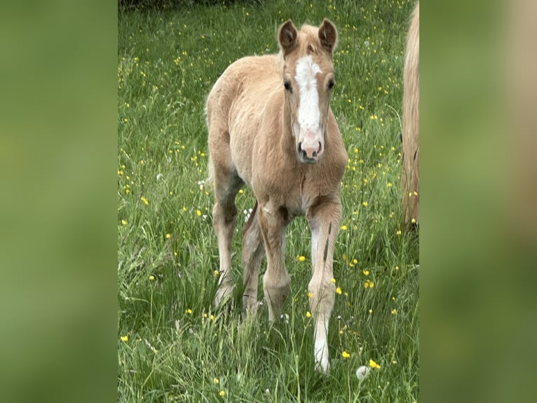Connemara Mix Hengst Veulen (03/2026) 148 cm Palomino in Waldbrunn