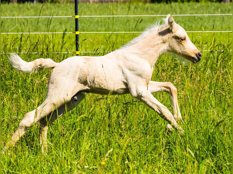 Connemara Hengst Veulen (05/2026) 148 cm Palomino in Schondra