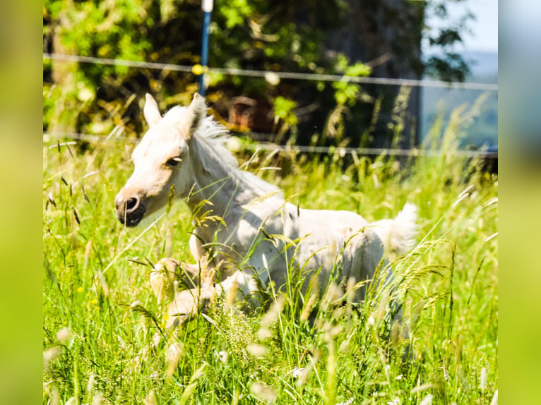 Connemara Hengst Veulen (05/2026) 148 cm Palomino in Schondra