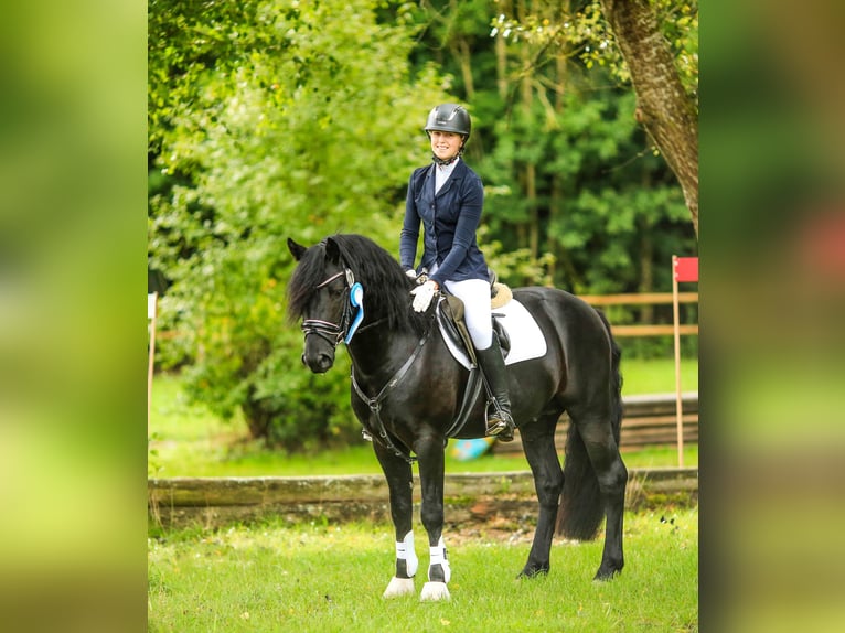 Connemara Hengst Veulen (05/2026) 148 cm Palomino in Schondra