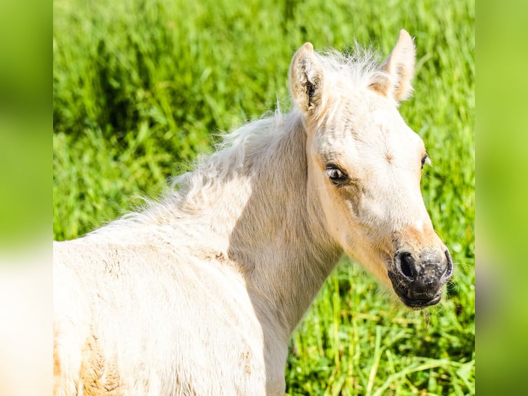 Connemara Hengst Veulen (05/2026) 148 cm Palomino in Schondra