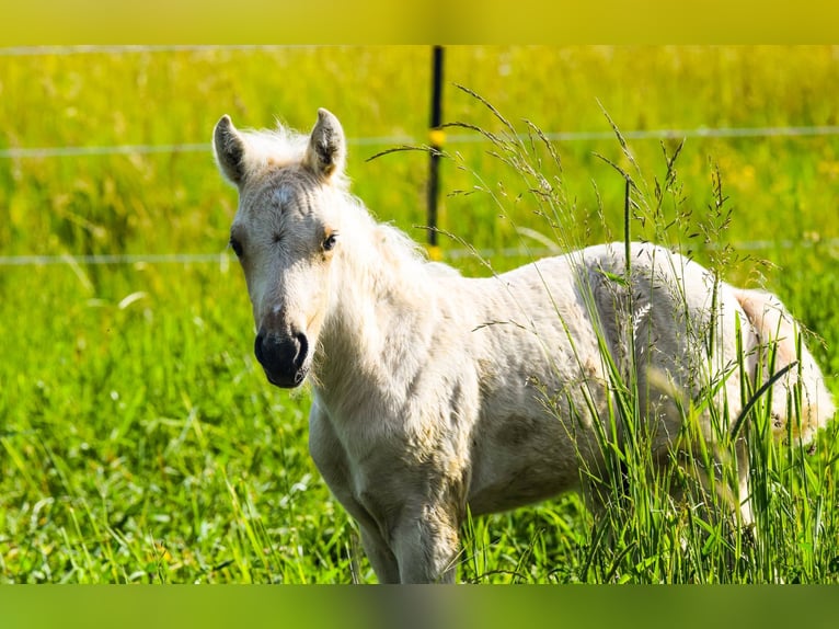 Connemara Hengst Veulen (05/2026) 148 cm Palomino in Schondra