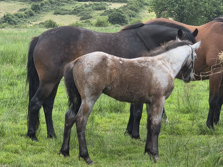 Connemara Hengst Veulen (05/2026) 148 cm Schimmel in Clare