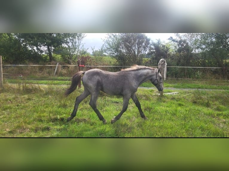 Connemara Hengst Veulen (05/2026) 148 cm Schimmel in Clare