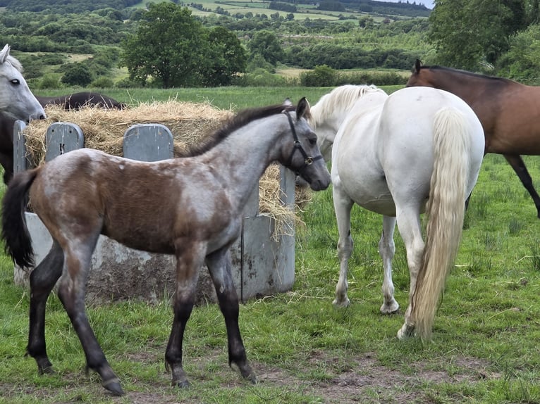 Connemara Hengst Veulen (05/2026) 148 cm Schimmel in Clare