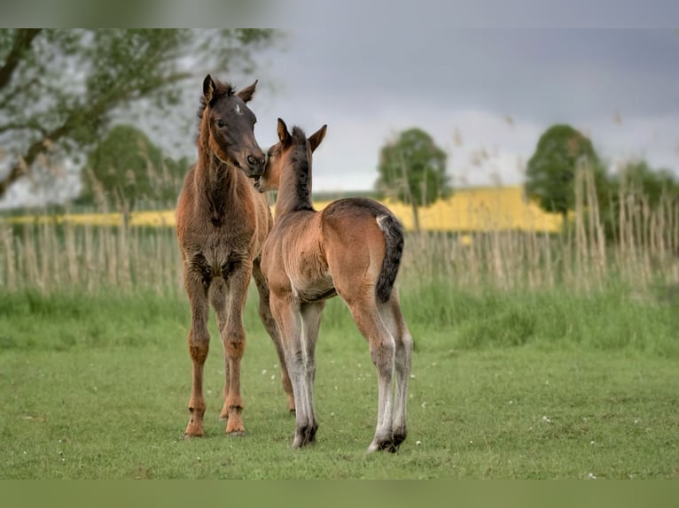Connemara Hengst Veulen (04/2025) Donkerbruin in Frellstedt