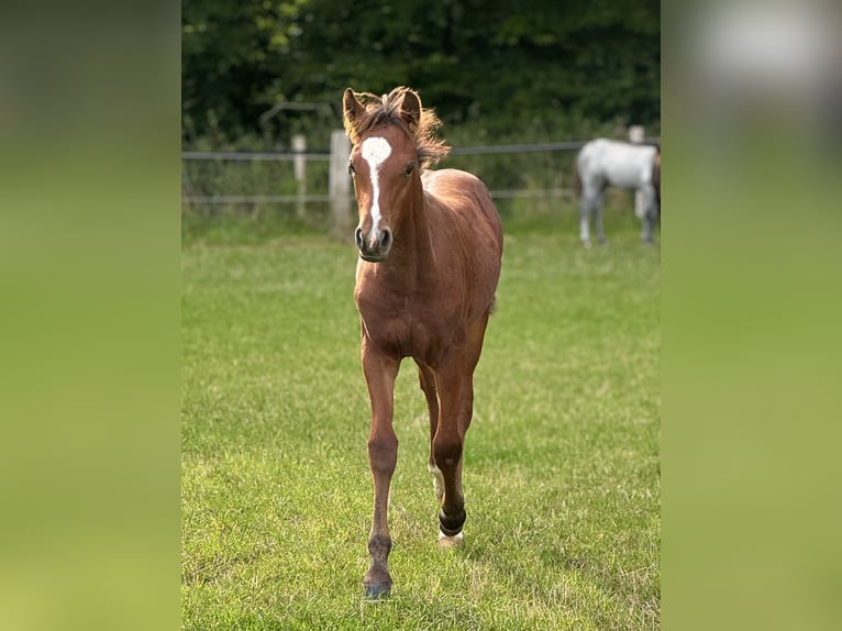 Connemara Hengst Veulen (05/2025) Lichtbruin in Osdorf