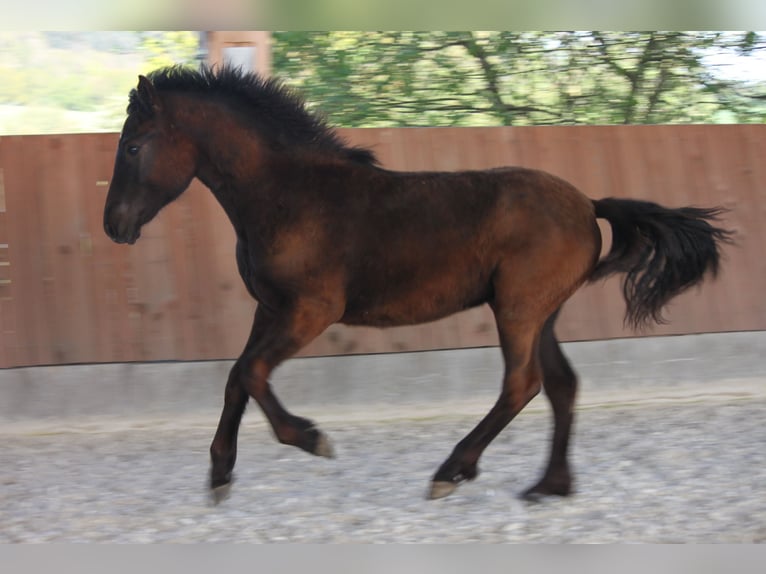 Connemara Hingst 1 år 148 cm Svart in Boppard