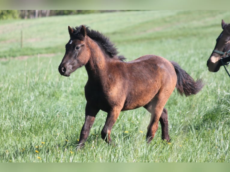 Connemara Hingst 1 år 148 cm Svart in Boppard