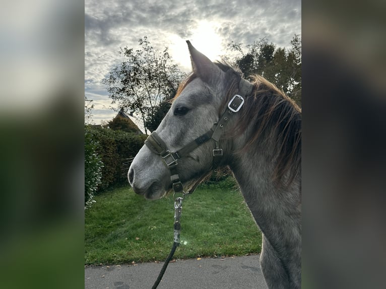 Connemara Hingst 2 år Braunfalbschimmel in Goch