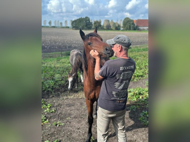 Connemara Hingst 2 år Braunfalbschimmel in Goch