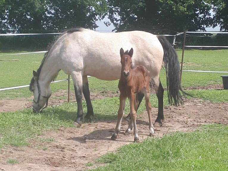 Connemara Hingst Föl (05/2024) 147 cm Brun in Freyburg