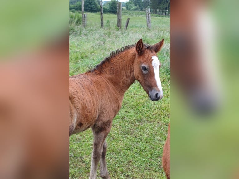 Connemara Hingst Föl (04/2024) 147 cm Grå in bastogne