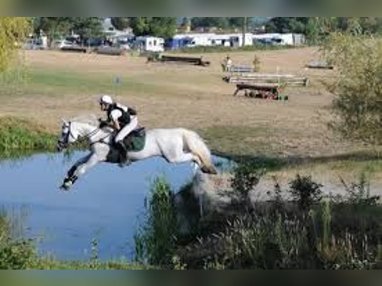 Connemara Hingst Föl (04/2024) 147 cm Grå in bastogne