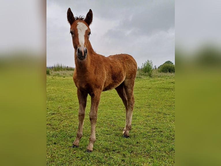 Connemara Hingst Föl (04/2024) 147 cm Grå in bastogne