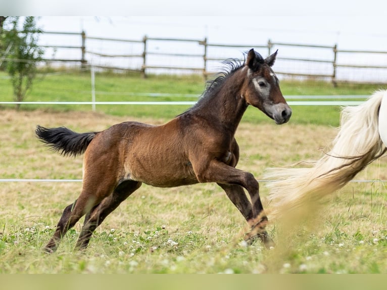 Connemara Hingst Föl (04/2024) 148 cm Grå in Heidenrod