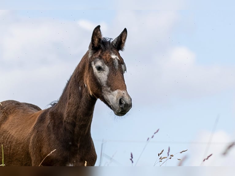 Connemara Hingst Föl (04/2024) 148 cm Grå in Heidenrod