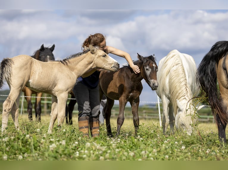 Connemara Hingst Föl (04/2024) 148 cm Grå in Heidenrod