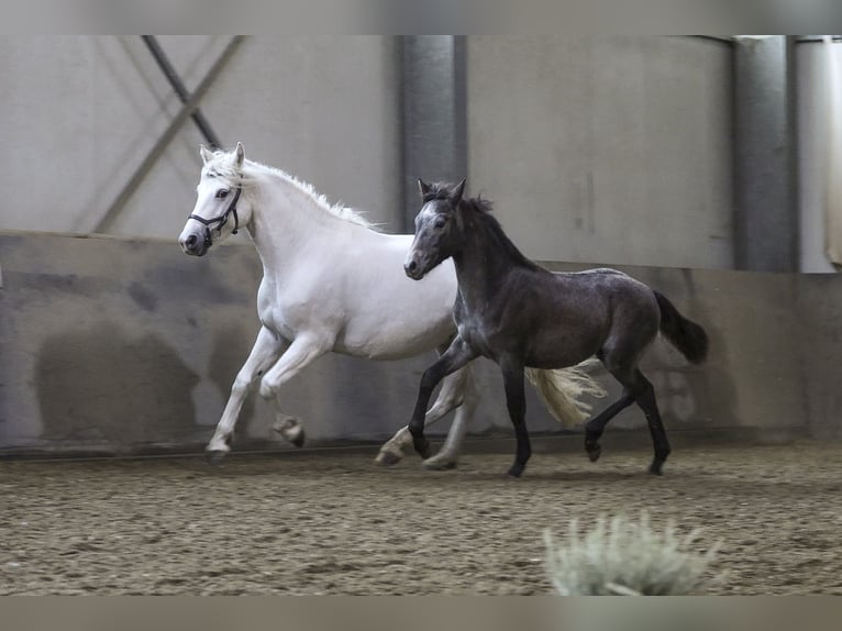 Connemara Hingst Föl (04/2024) 148 cm Grå in Heidenrod