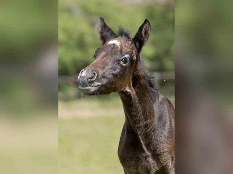 Connemara Hingst Föl (04/2024) 148 cm Grå in Heidenrod