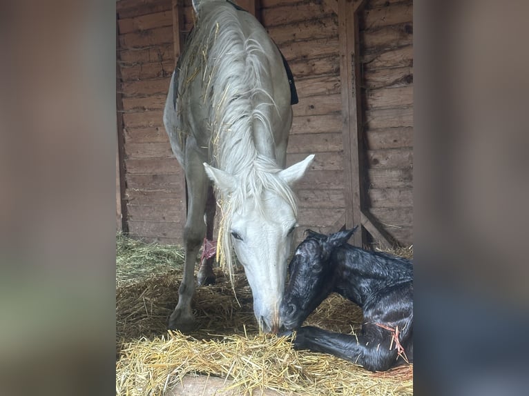 Connemara Hingst Föl (04/2024) 148 cm Grå in Heidenrod