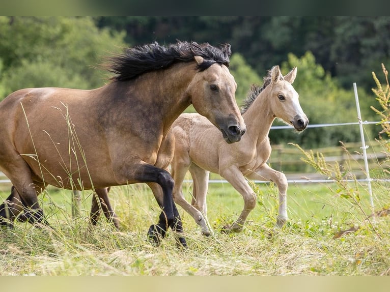 Connemara Hingst Föl (05/2024) 150 cm Gulbrun in Heidenrod