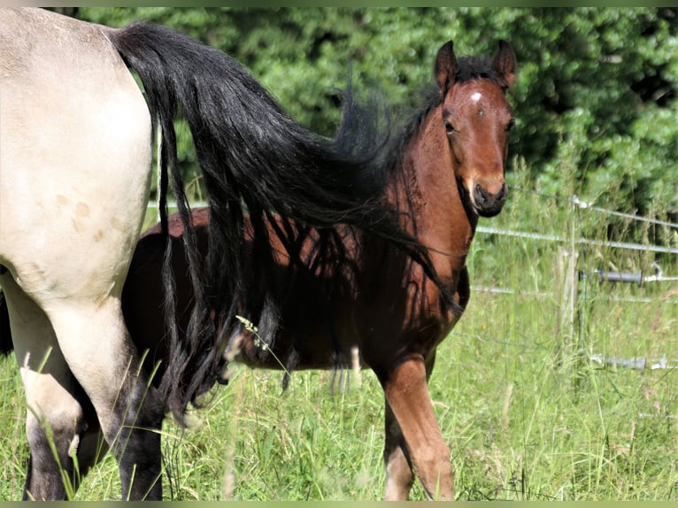 Connemara Hingst Föl (04/2024) Brun in Behamberg