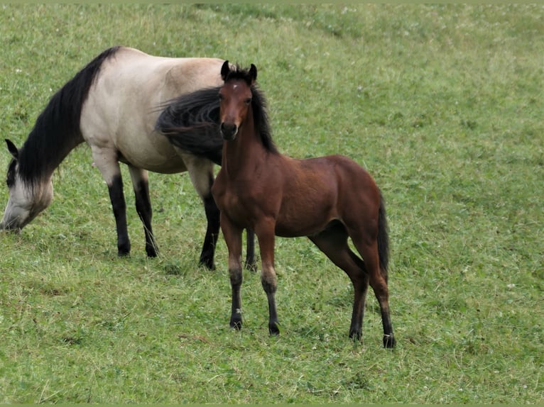 Connemara Hingst Föl (04/2024) Brun in Behamberg