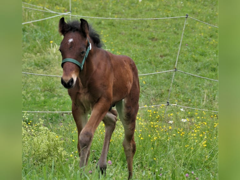 Connemara Hingst Föl (04/2024) Brun in Behamberg