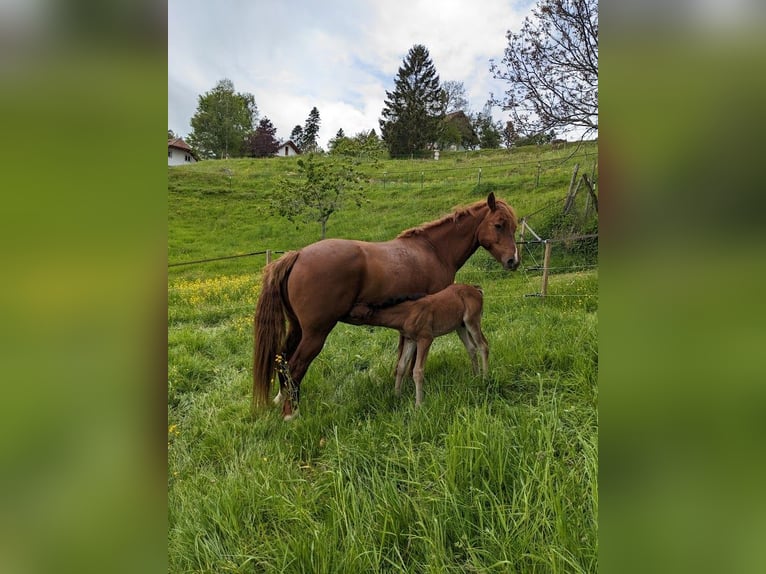 Connemara Hingst Föl (05/2024) in Dachsberg