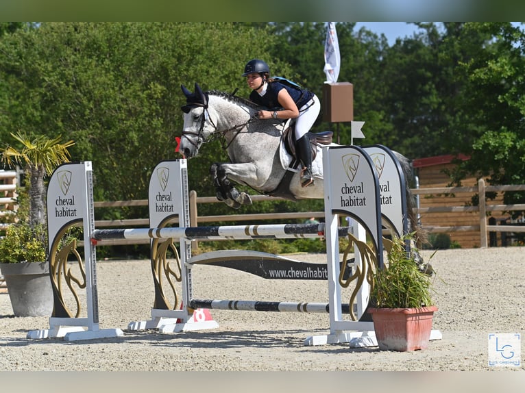 Connemara Hongre 10 Ans 144 cm Gris moucheté in vilennes sur seine