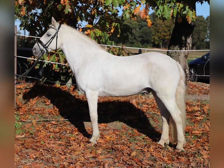 Connemara Croisé Hongre 10 Ans 146 cm Gris in uelsen