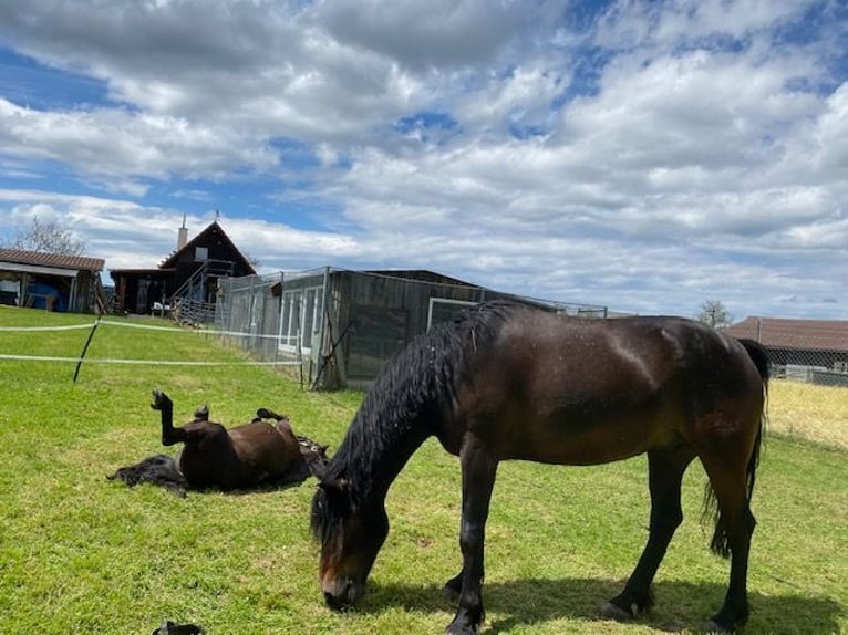 Connemara Hongre 10 Ans 152 cm Bai in Calw