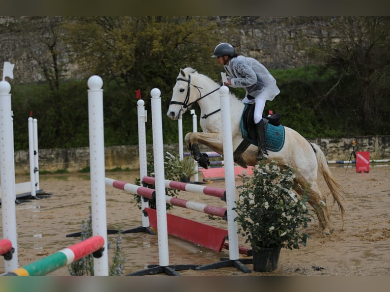 Connemara Hongre 11 Ans 142 cm Gris in Pamproux