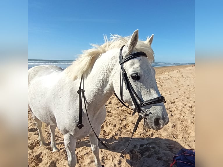 Connemara Hongre 11 Ans 142 cm Gris in Pamproux