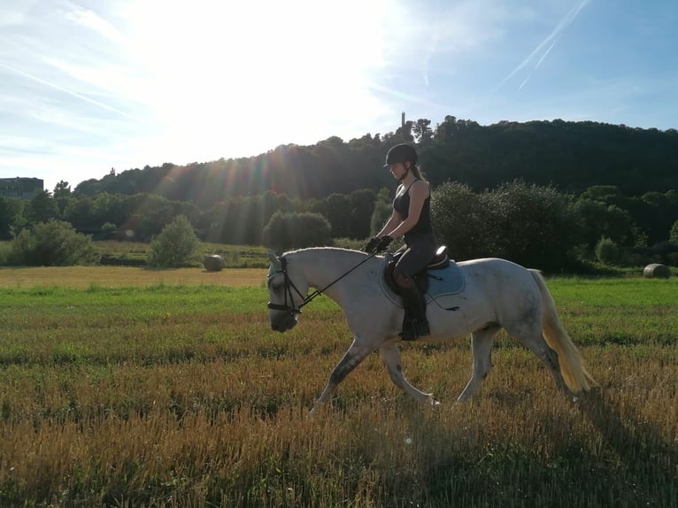 Connemara Hongre 11 Ans 148 cm Gris in Melle