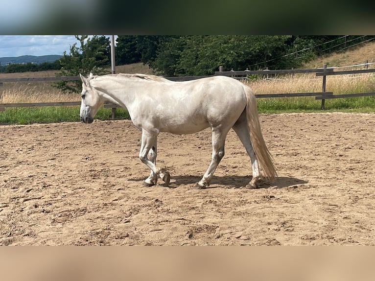 Connemara Hongre 11 Ans 148 cm Gris in Melle