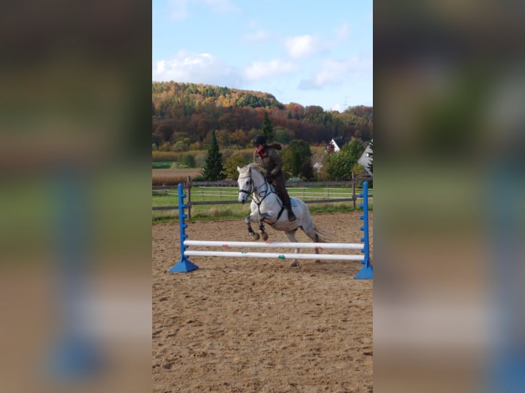 Connemara Hongre 11 Ans 148 cm Gris in Melle