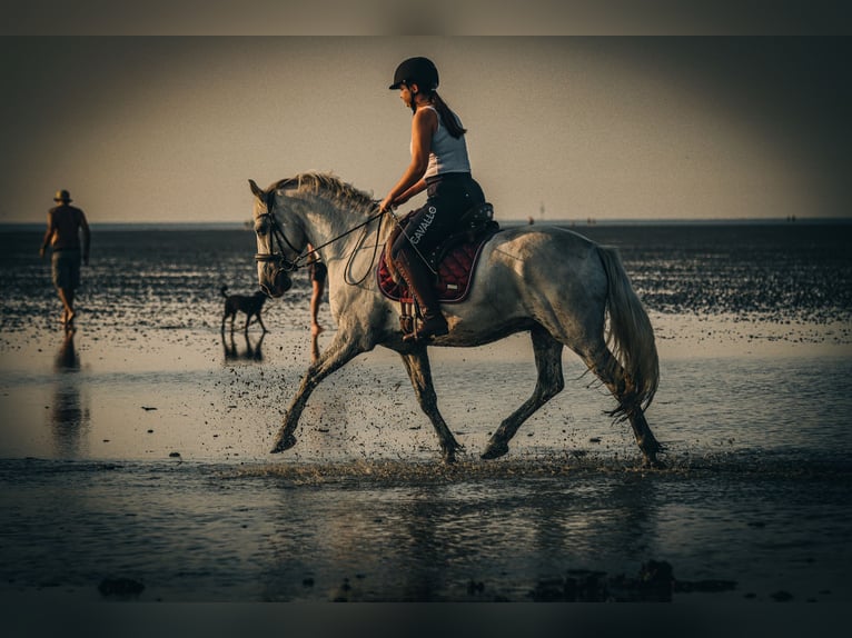 Connemara Hongre 11 Ans 148 cm Gris in Melle