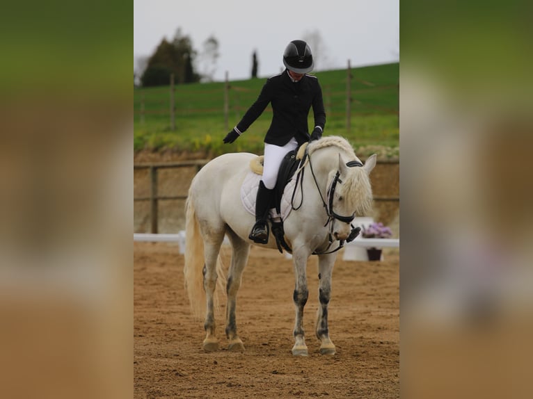 Connemara Hongre 11 Ans 150 cm Gris in Castres