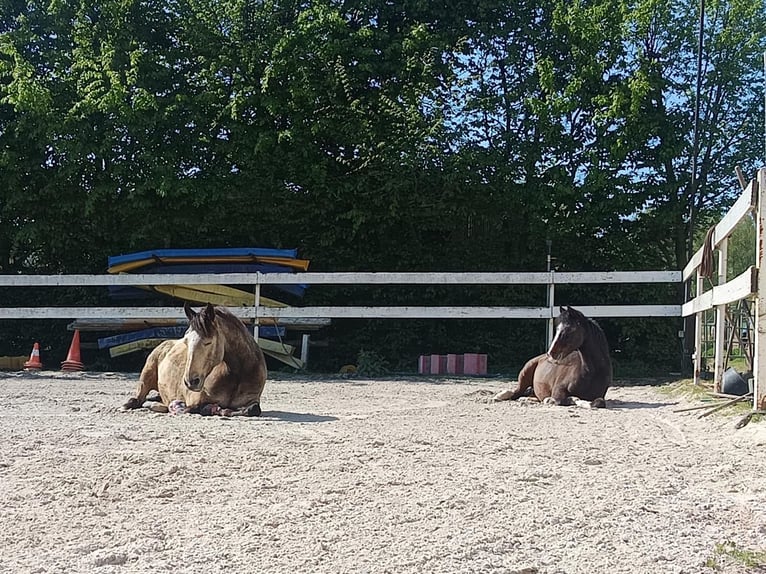 Connemara Hongre 12 Ans 144 cm Buckskin in Dietzenbach