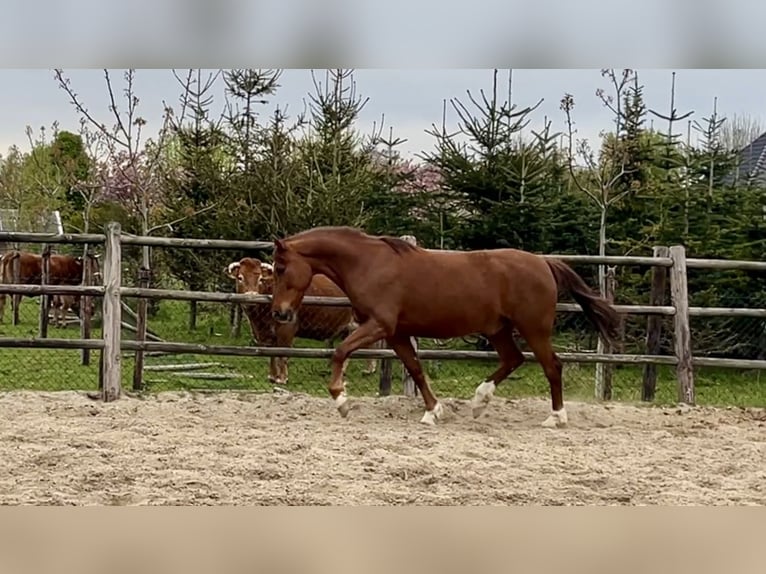 Connemara Croisé Hongre 12 Ans 154 cm Alezan in Bleiswijk