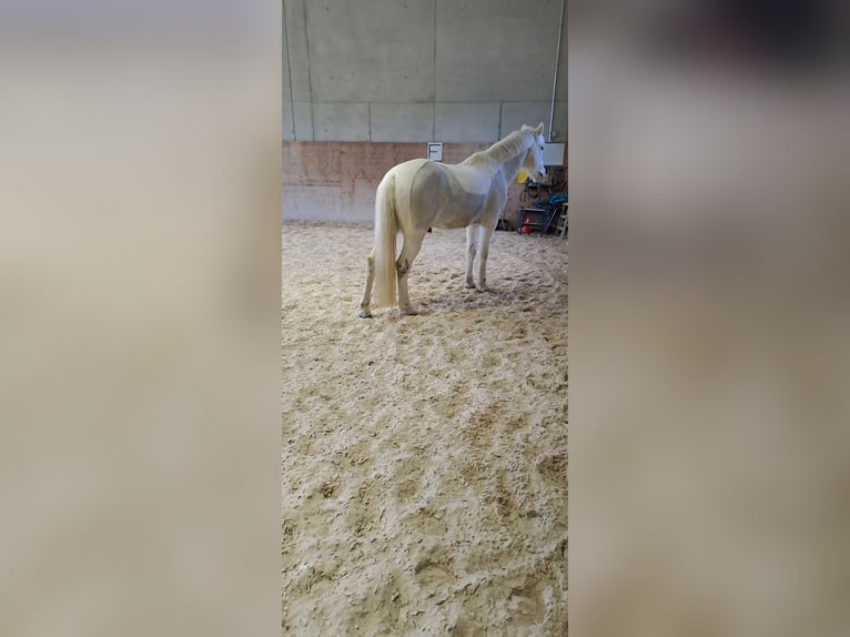 Connemara Croisé Hongre 13 Ans 148 cm Gris in Biel-Benken BL