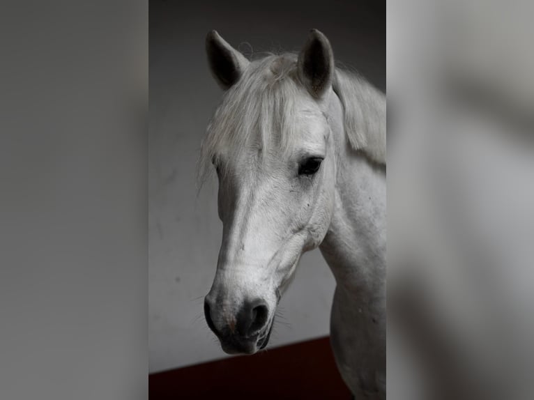 Connemara Hongre 13 Ans 148 cm Gris in Ludwigshafen am Rhein