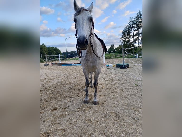 Connemara Hongre 13 Ans 150 cm Gris pommelé in St. Martin-Karlsbach