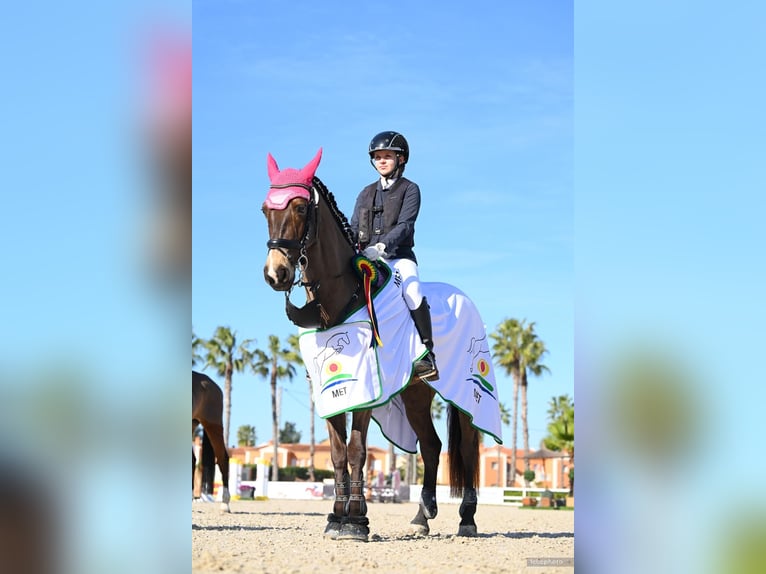 Connemara Hongre 13 Ans 156 cm  in Denia